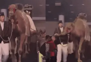 2025/12 — Mulher é Hospitalizada Após Coice De Camelo Em Espetáculo De Natal Em Igreja No Texas; Vídeo Choca A Web