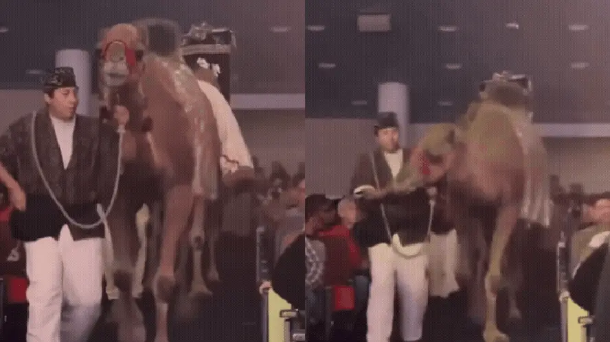 2025/12 — Mulher é Hospitalizada Após Coice De Camelo Em Espetáculo De Natal Em Igreja No Texas; Vídeo Choca A Web