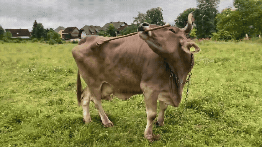 Vaca ‘usa Vassoura’ E Desafia A Ciência: Vídeo Revela Inteligência Inesperada E Levanta Debate Sobre Cognição Animal