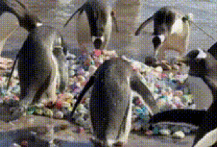 Fofura Em Dobro: Pinguins Escoceses Adotam Pedrinhas Pintadas Por Crianças De Hospital Em Ritual De Acasalamento