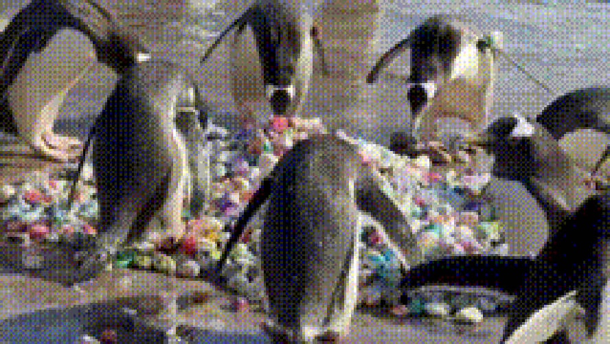 Fofura Em Dobro: Pinguins Escoceses Adotam Pedrinhas Pintadas Por Crianças De Hospital Em Ritual De Acasalamento