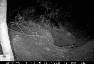 Raposa é Flagrada Em Vídeo Raro Invadindo Toca E Roubando Filhote De Lobo Na Itália