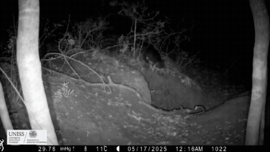 Raposa é Flagrada Em Vídeo Raro Invadindo Toca E Roubando Filhote De Lobo Na Itália